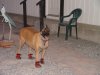 Scout's new shoes
