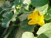 winter squash bloom with bees
