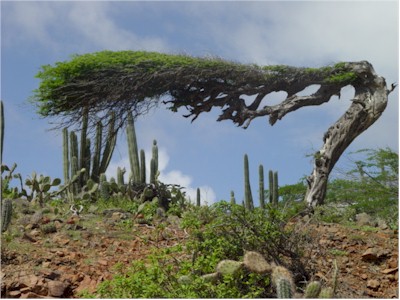 Divii-divi tree in Aruba
