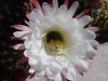 detailed cacti bloom