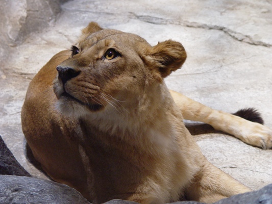 MGM- lion habitat