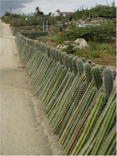 cacti fence