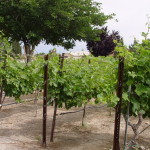 The grape vines
