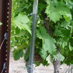 Beginnines of grapes on the vine